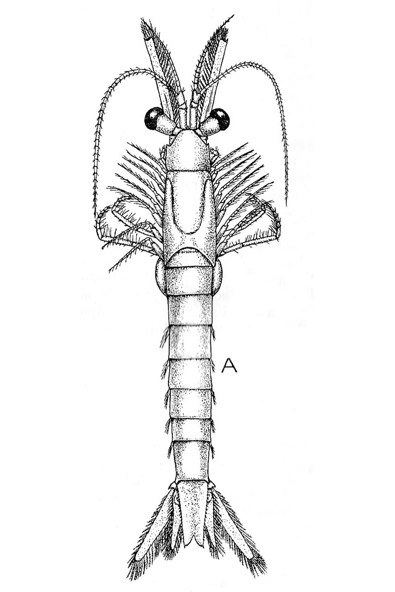 Teikning af ögninni Praunus flexuosus úr bók eftir Tattersall og Tattersall