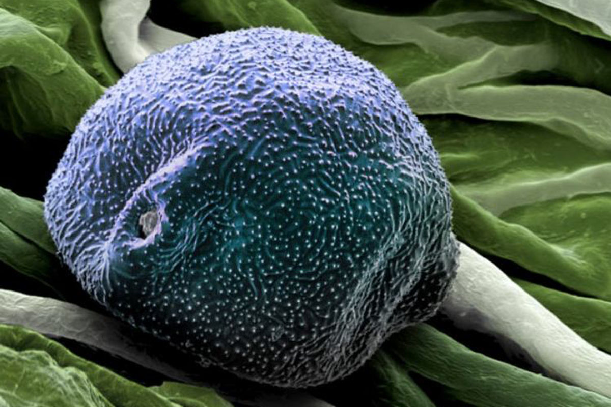 Rafeindasmásjármynd af birkifrjókorni. Birki er ein þeirra tegunda sem helst valda ofnæmi á Íslandi. Frjókornin berast með vindi .